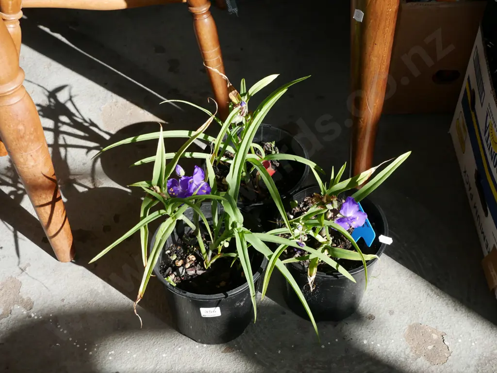 3x potted spiderworts Image 1++