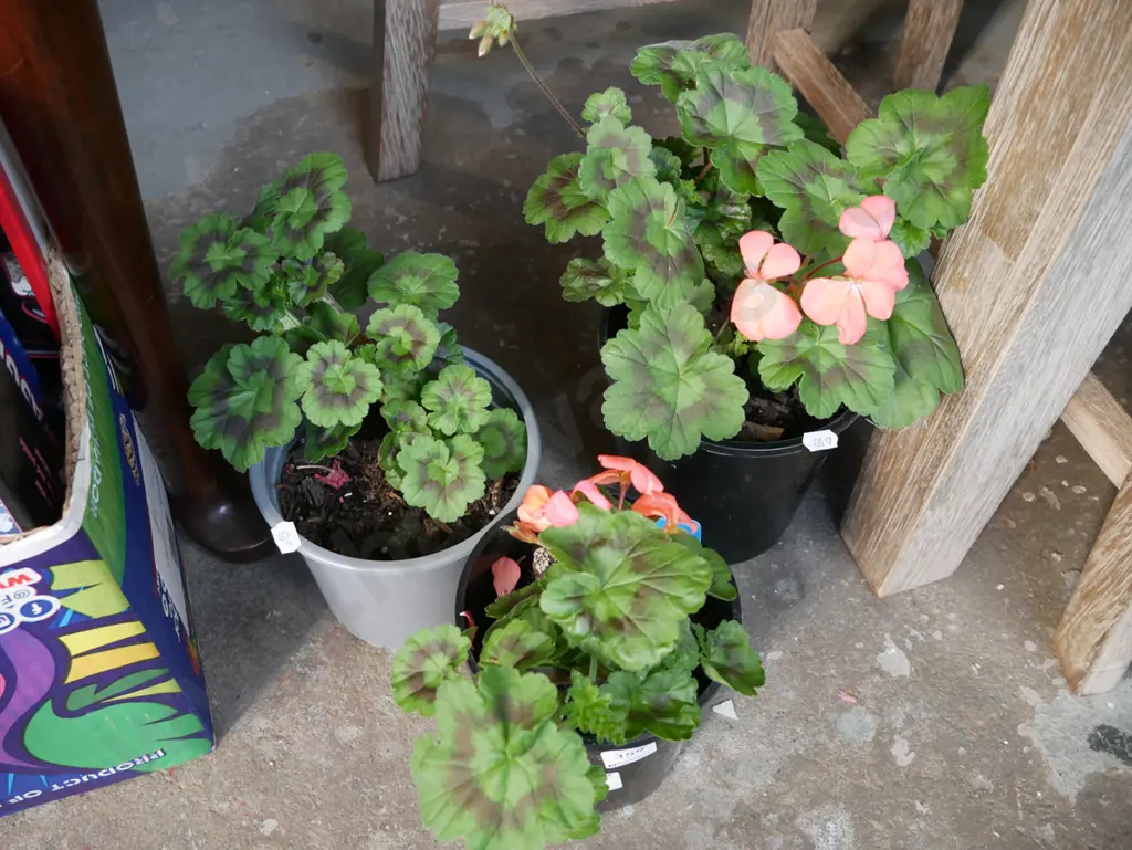 3x potted geraniums Image 1++