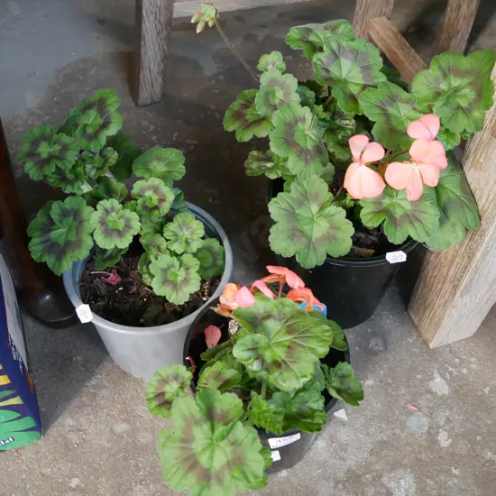 3x potted geraniums