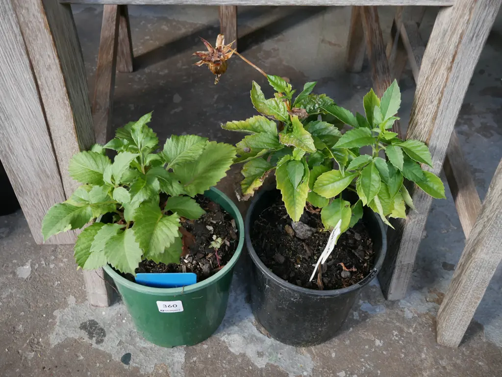 2x potted dahlias Image 1++