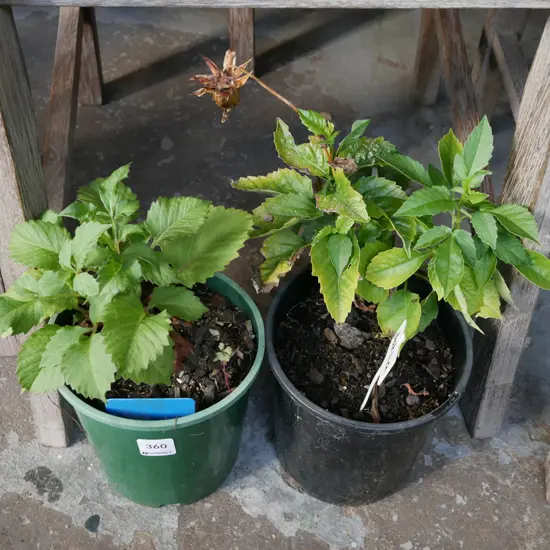 2x potted dahlias