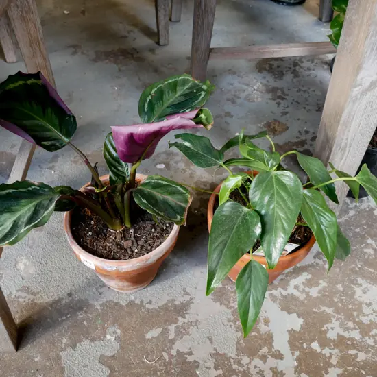 potted indoor plant - calathea medallin, potted purple anthurium