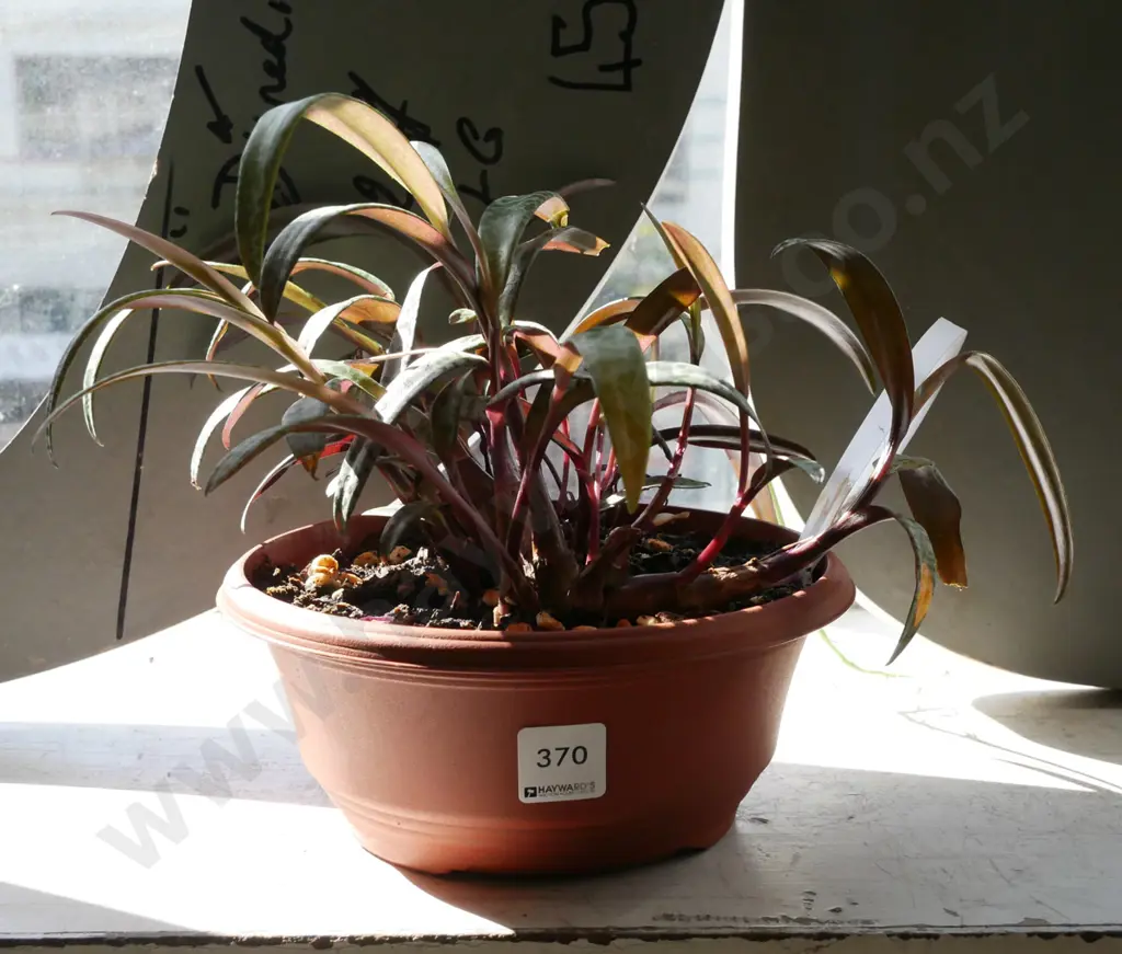 potted indoor plant - leopard leaf plant Image 1++