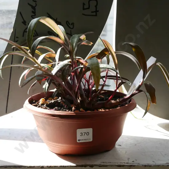 potted indoor plant - leopard leaf plant