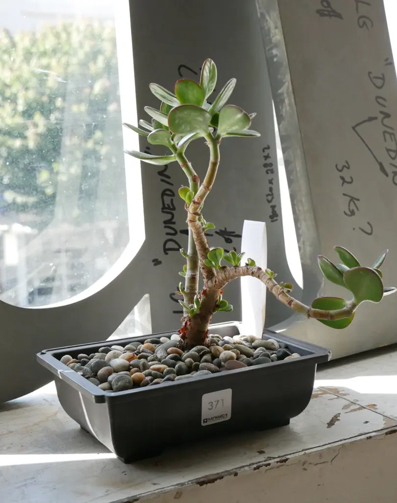 potted bonsai jade plant Image 1++