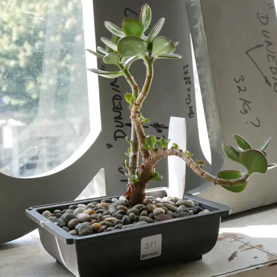 potted bonsai jade plant