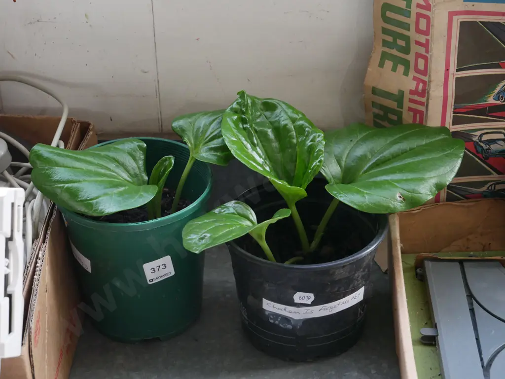 2x potted Chatham Island forget me nots Image 1++