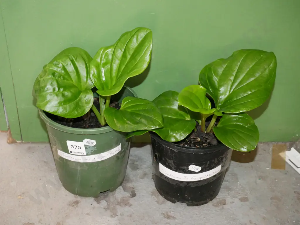 2x potted Chatham Island forget me nots Image 1++