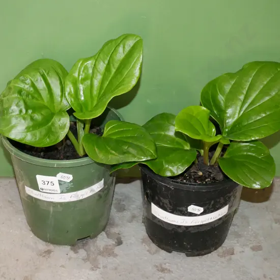 2x potted Chatham Island forget me nots