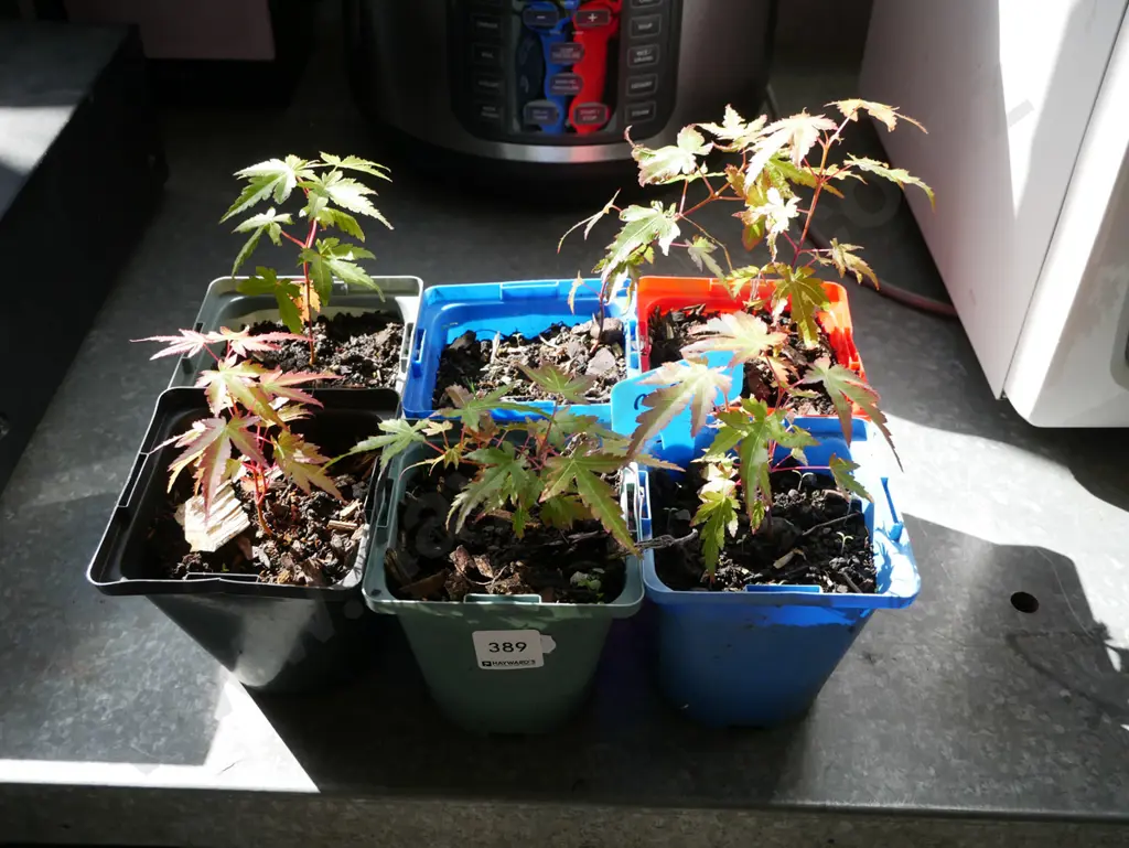 6x small potted maples Image 1++