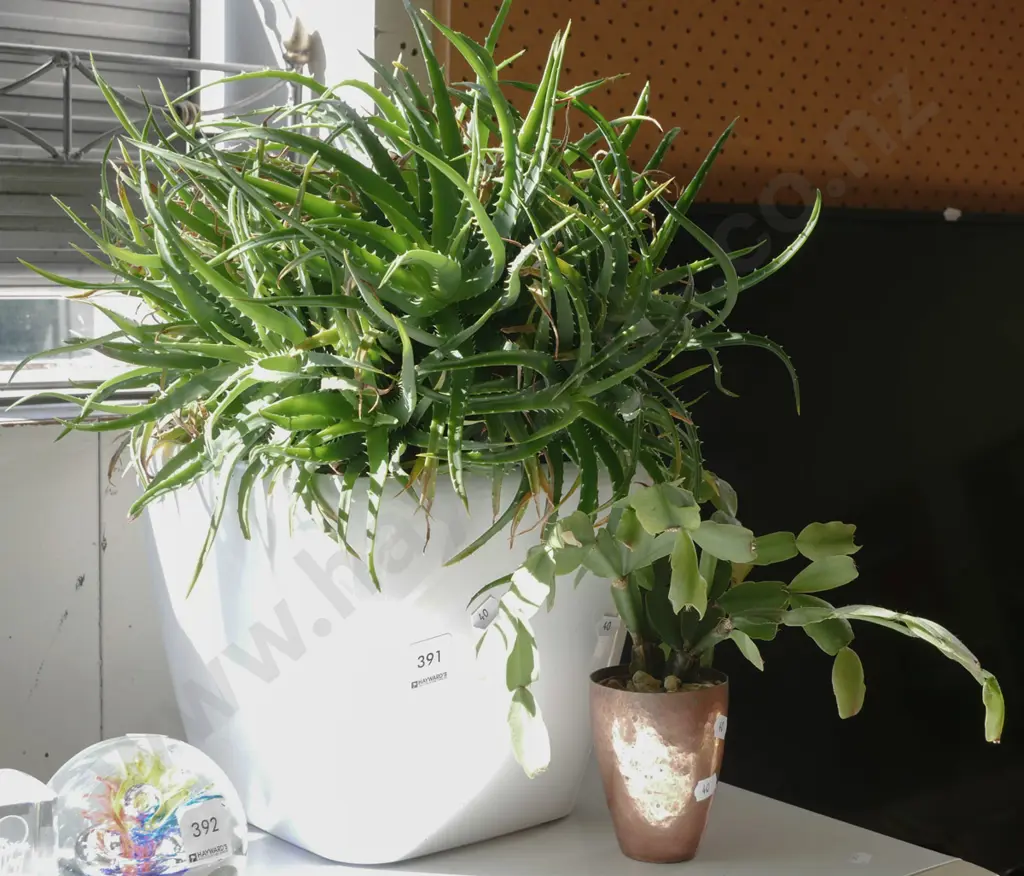 2x potted succulents Image 1++