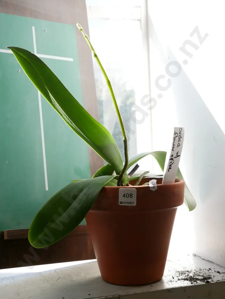 orchid in terracotta pot Image 1++