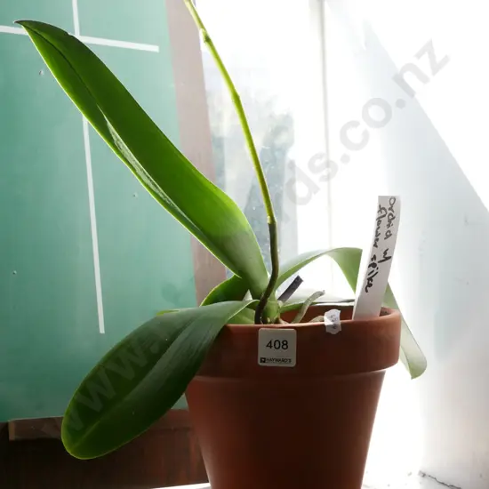 orchid in terracotta pot