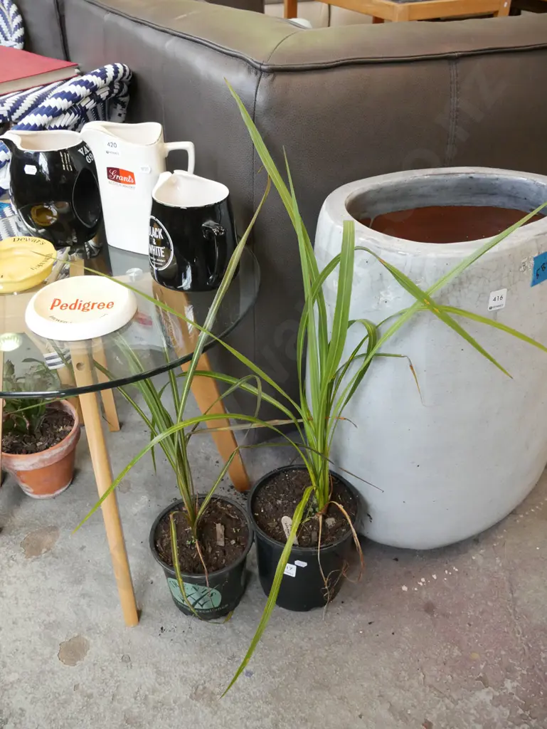 2x potted cabbage trees Image 1++