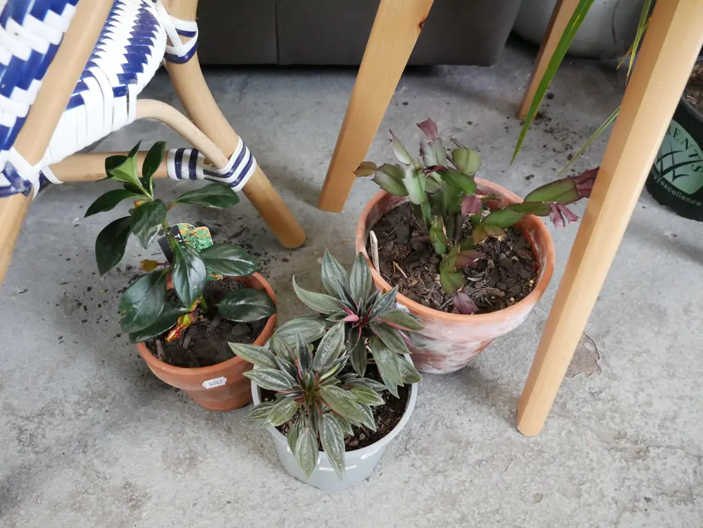 3x potted indoor plants Image 1++