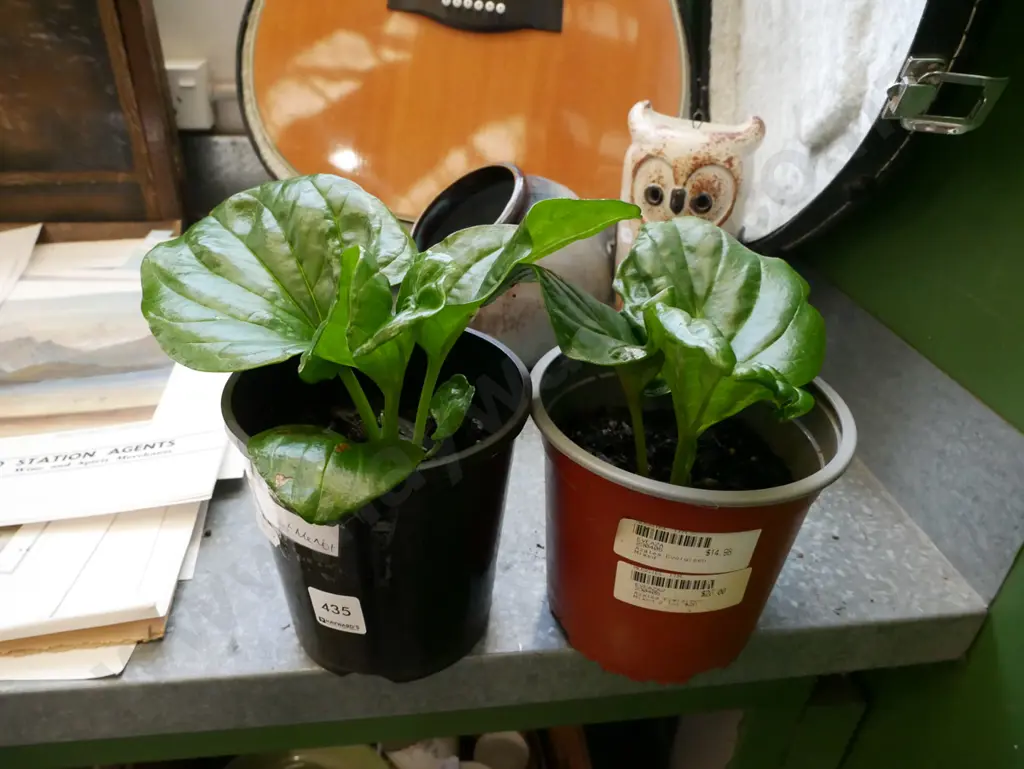 2x potted Chatham Island forget me nots Image 1++