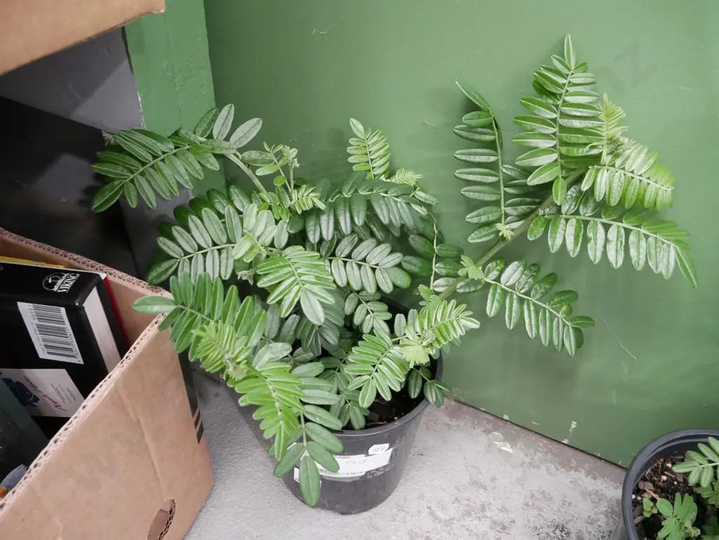 potted kaka beak Image 1++