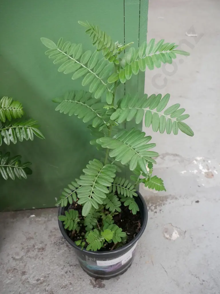 potted kaka beak Image 1++