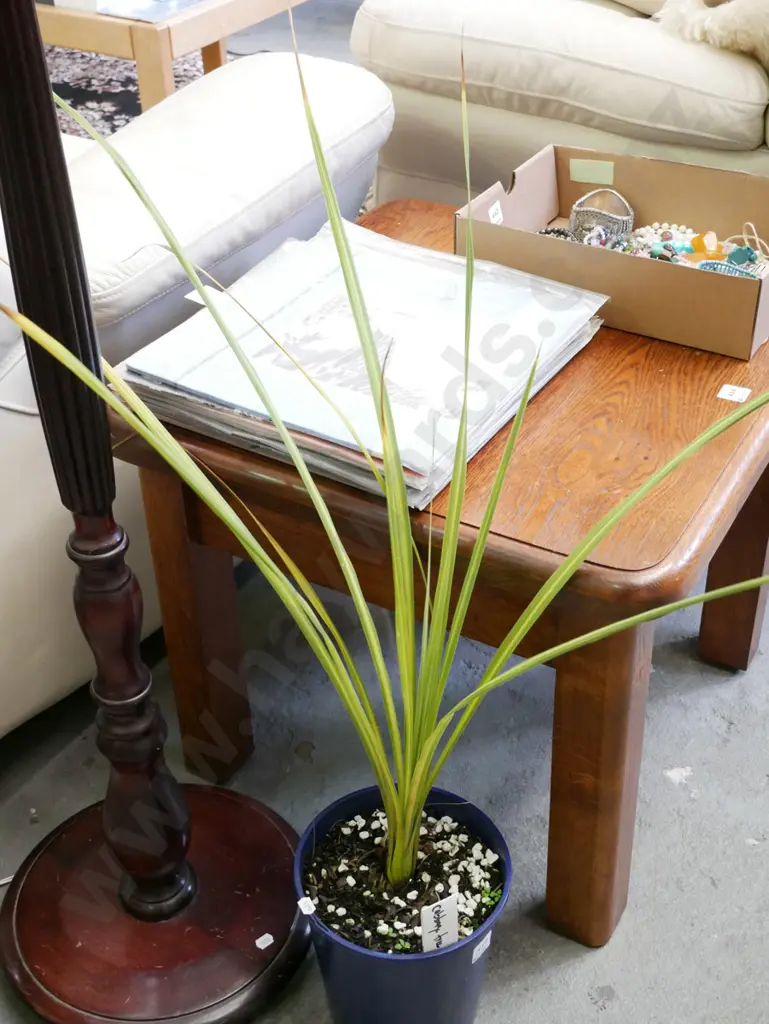 potted cabbage tree Image 1++