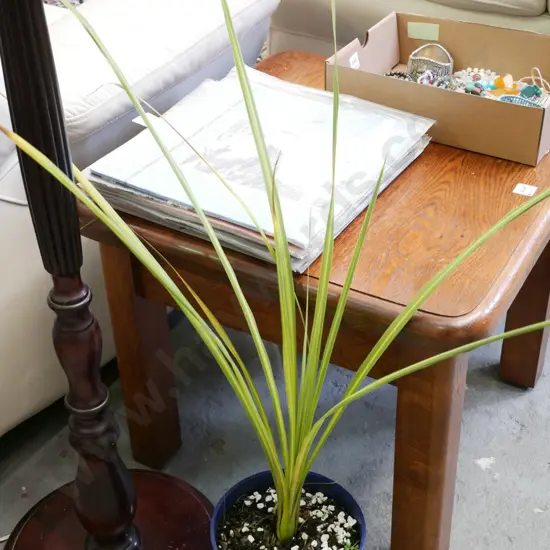 potted cabbage tree
