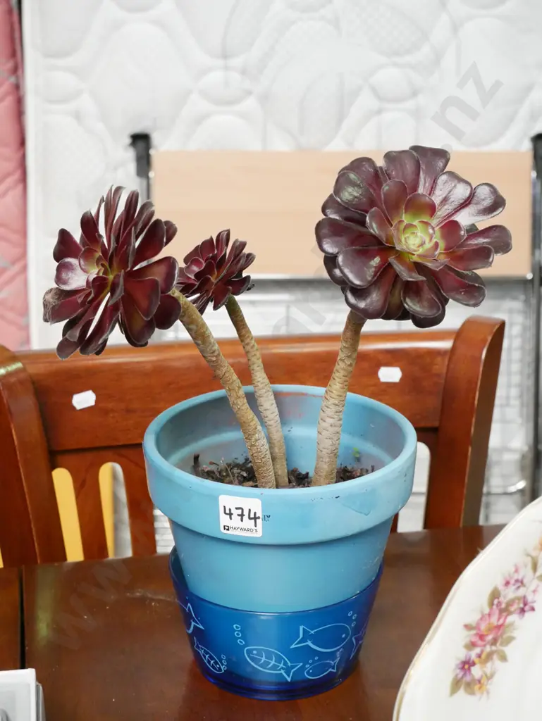 potted succulents Image 1++