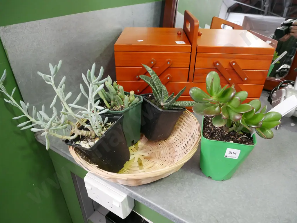 assorted succulents Image 1++