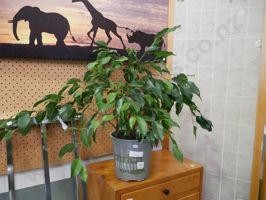 potted ficus Image 1++