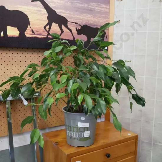potted ficus