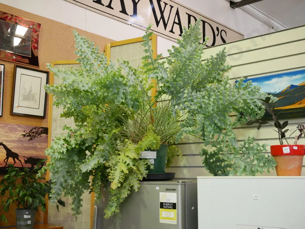 potted silver leaf philodendron Image 1++