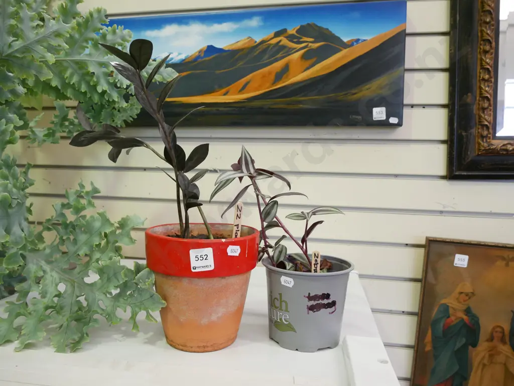 2x potted indoor plants - zebra and zz plant Image 1++