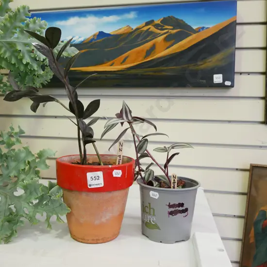 2x potted indoor plants - zebra and zz plant