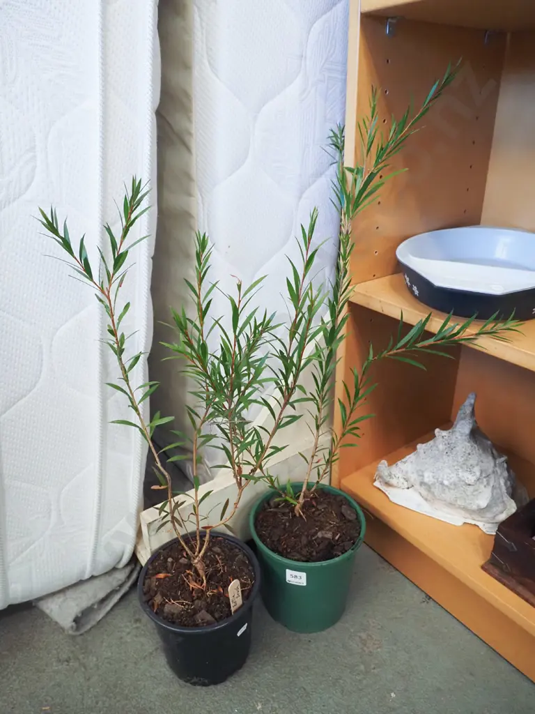 2x potted bottle brushes Image 1++