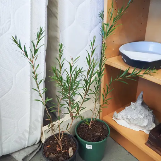 2x potted bottle brushes