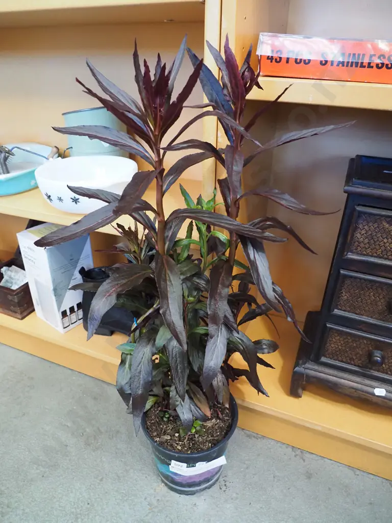 potted lobelia cardinalis Image 1++