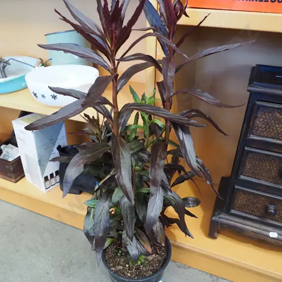 potted lobelia cardinalis