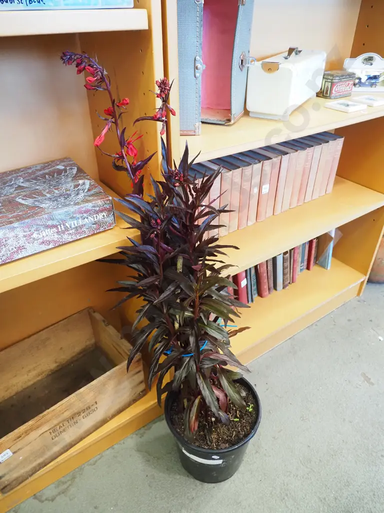 potted lobelia cardinalis Image 1++