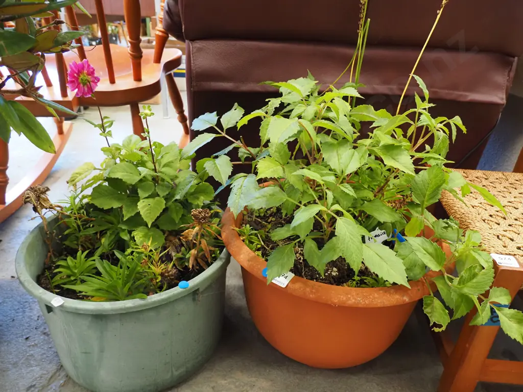 2x potted dahlias - blue dots Image 1++