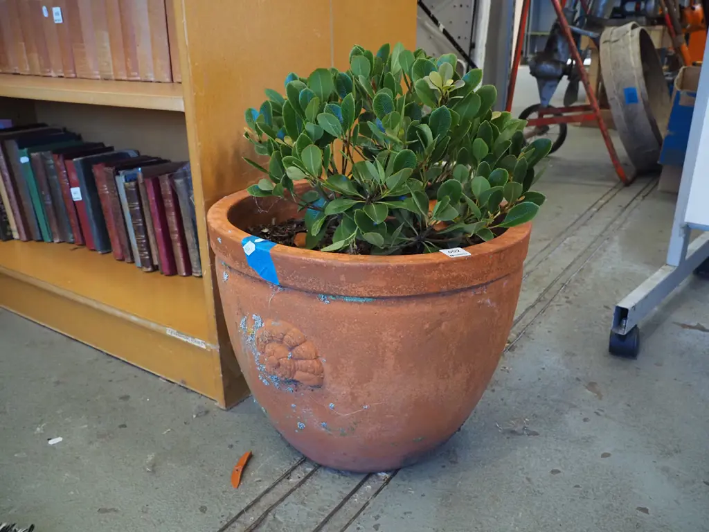 shrub in terracotta planter Image 1++