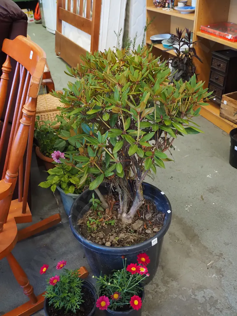 potted rhododendron Image 1++