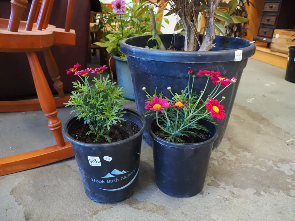 2x potted daisies Image 1++