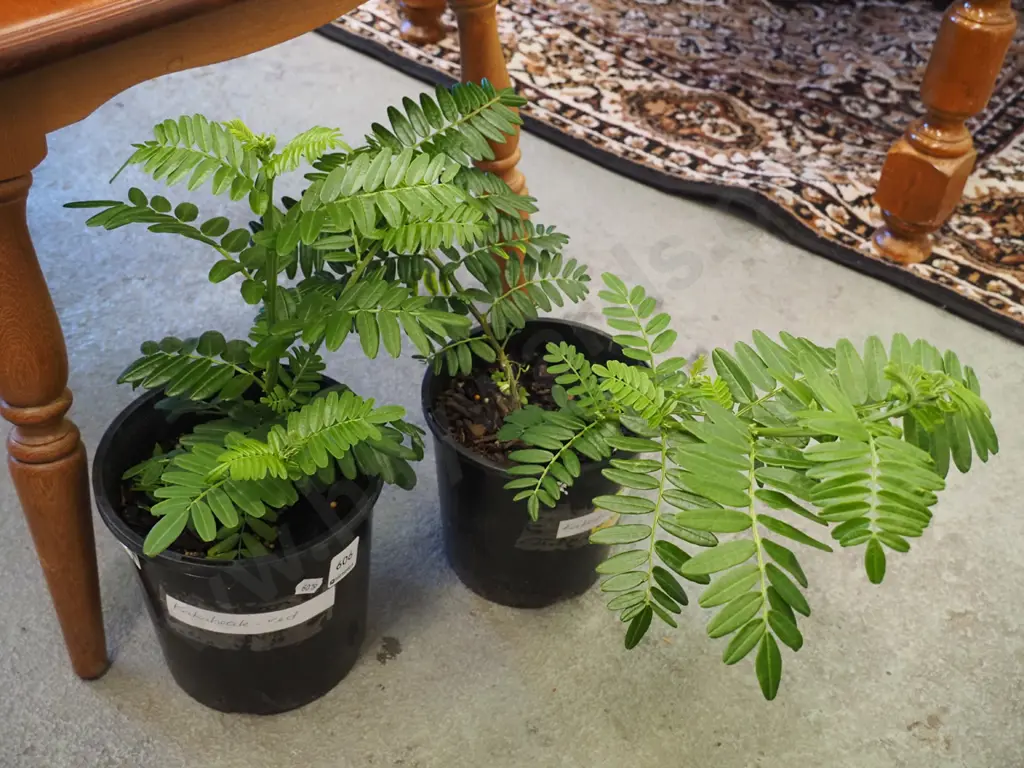 2x potted kakas beaks Image 1++