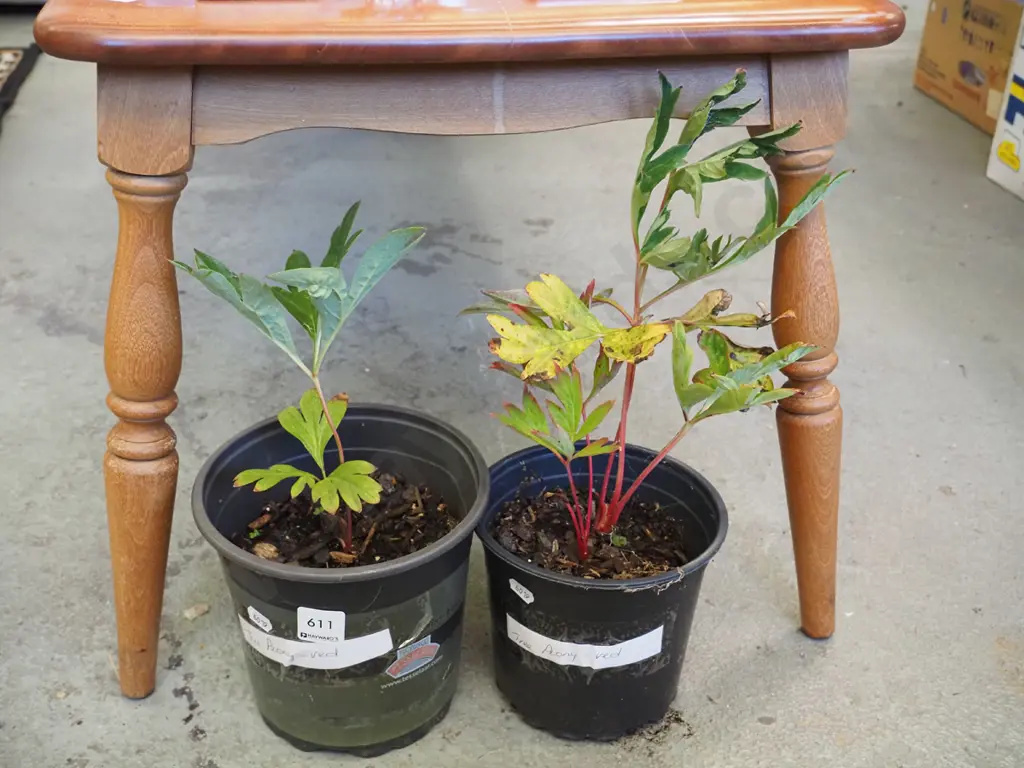 2x potted tree peonies Image 1++