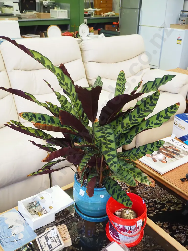 indoor plant in blue glazed planter Image 1++