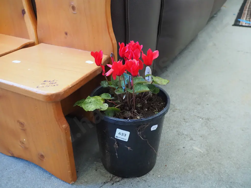 potted red cyclamen Image 1++