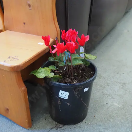 potted red cyclamen
