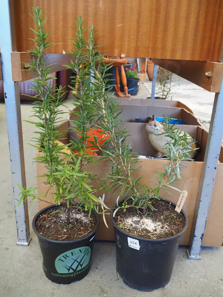 2x potted rosemary plants Image 1++