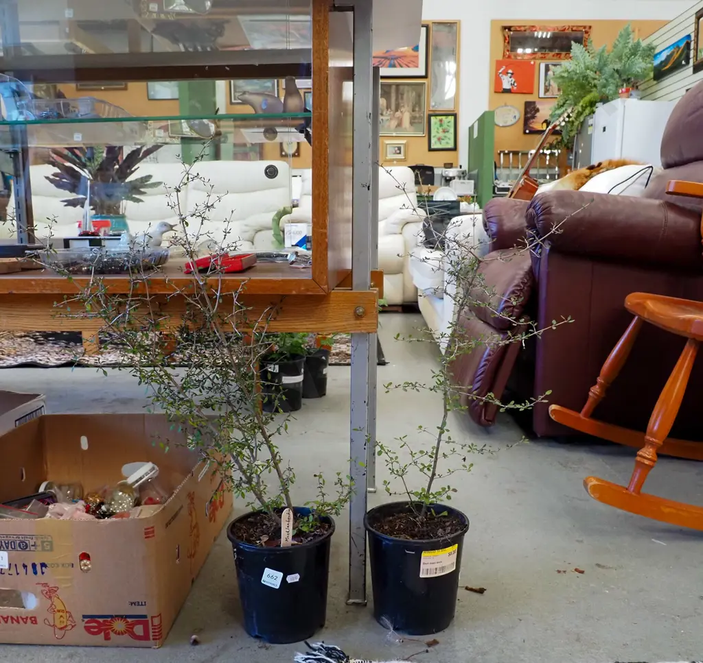 2x potted Muehlenbeckia  Image 1++