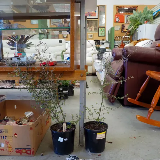 2x potted Muehlenbeckia 