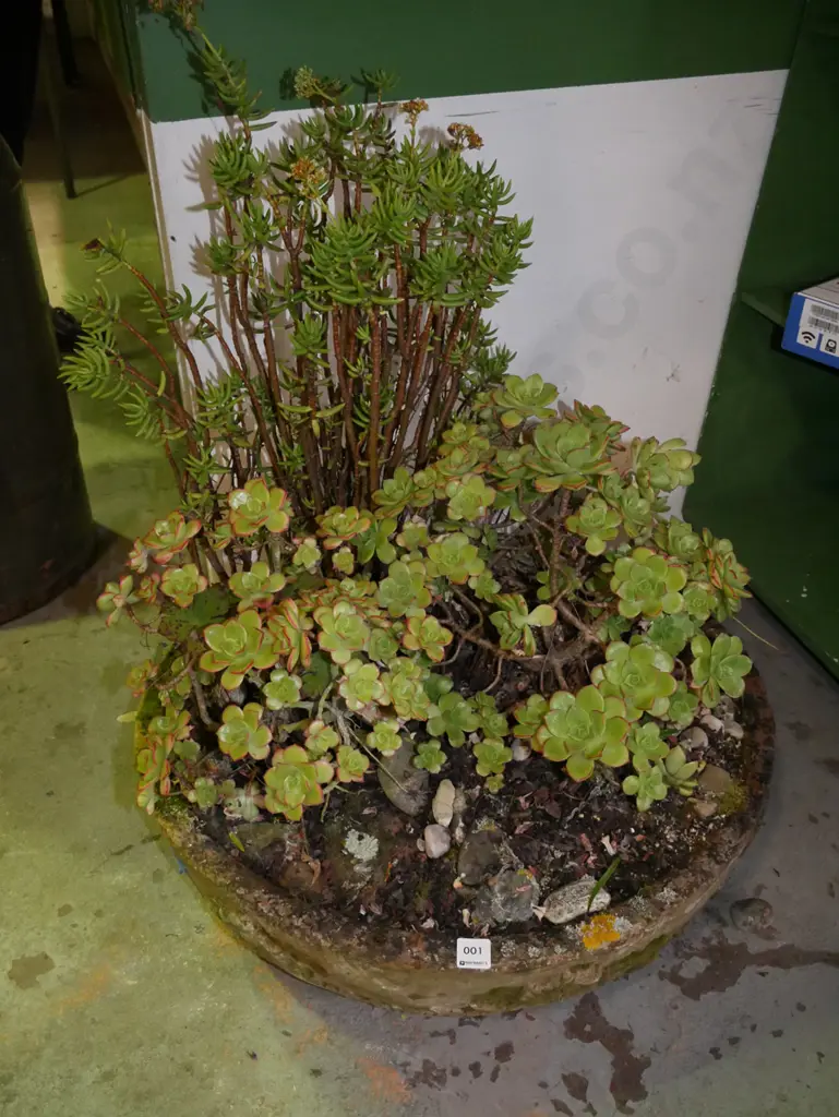 large concrete garden planter with various succulents Diam-600 Image 1++