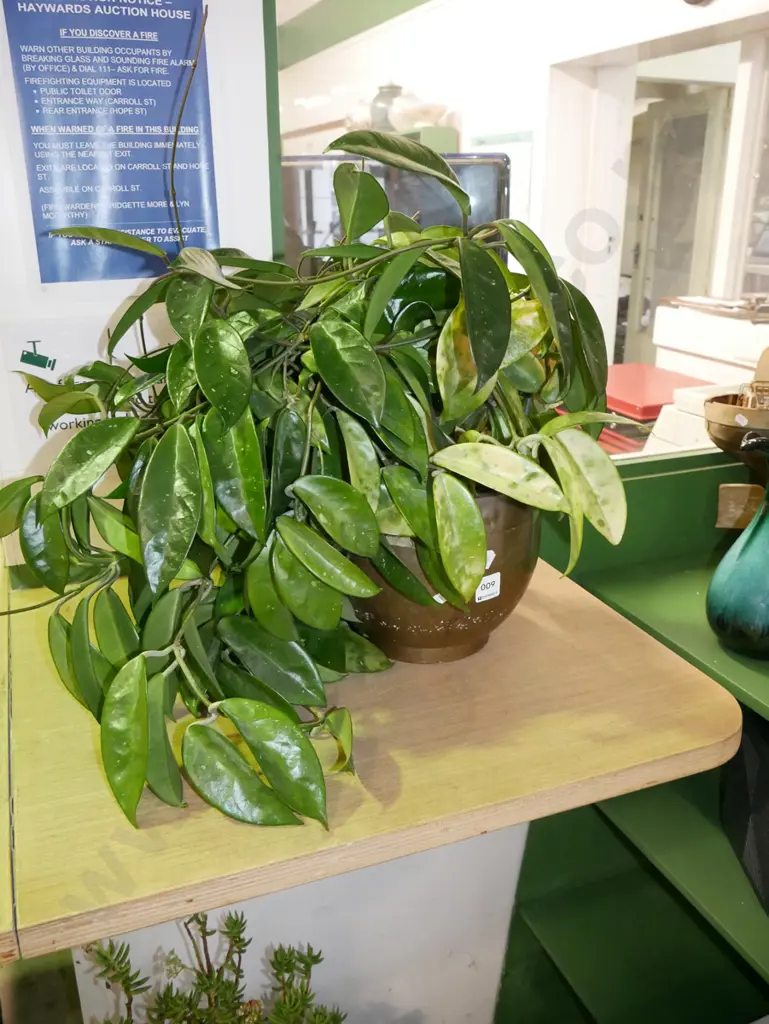 potted indoor plant - hoya Image 1++